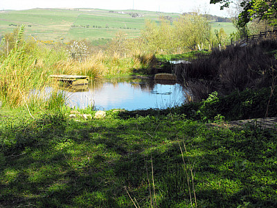 pond2